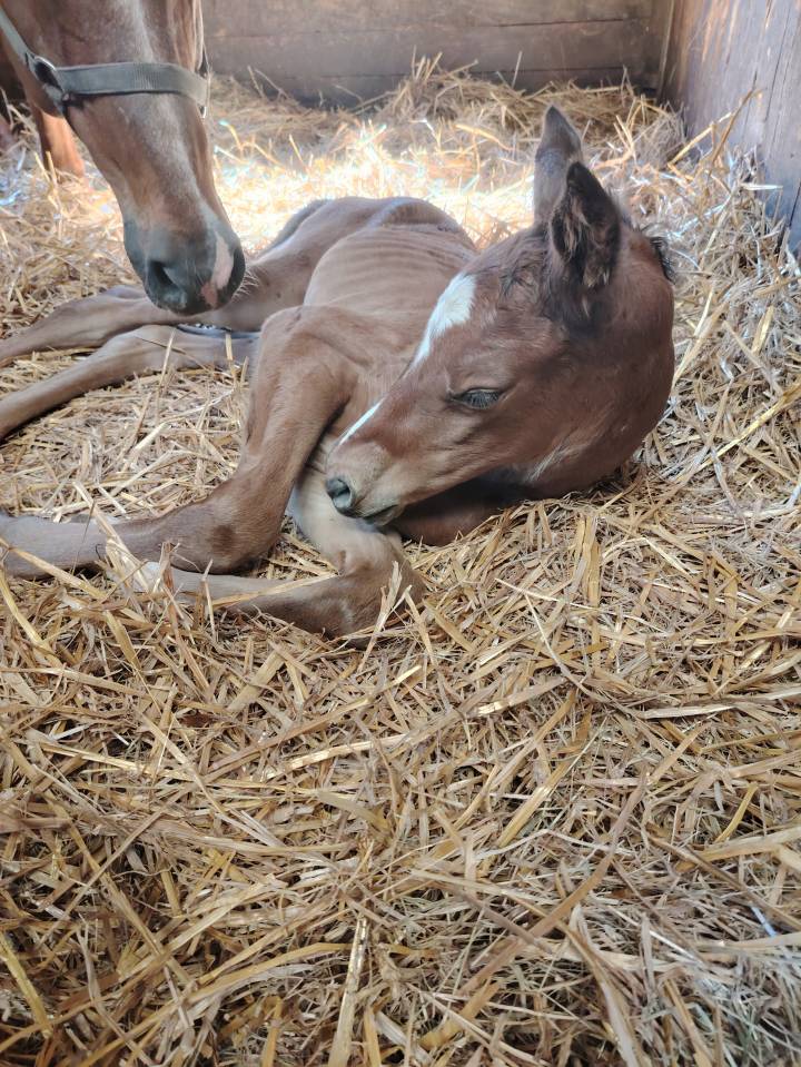 Caballo castrado Silla Francés En venta 2025 Bayo moreno por Uncognito bois margot