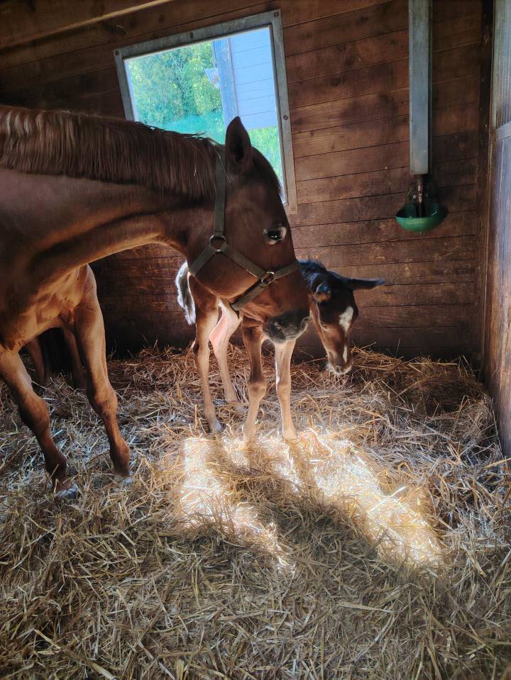 Caballo castrado Silla Francés En venta 2025 Bayo moreno por Uncognito bois margot