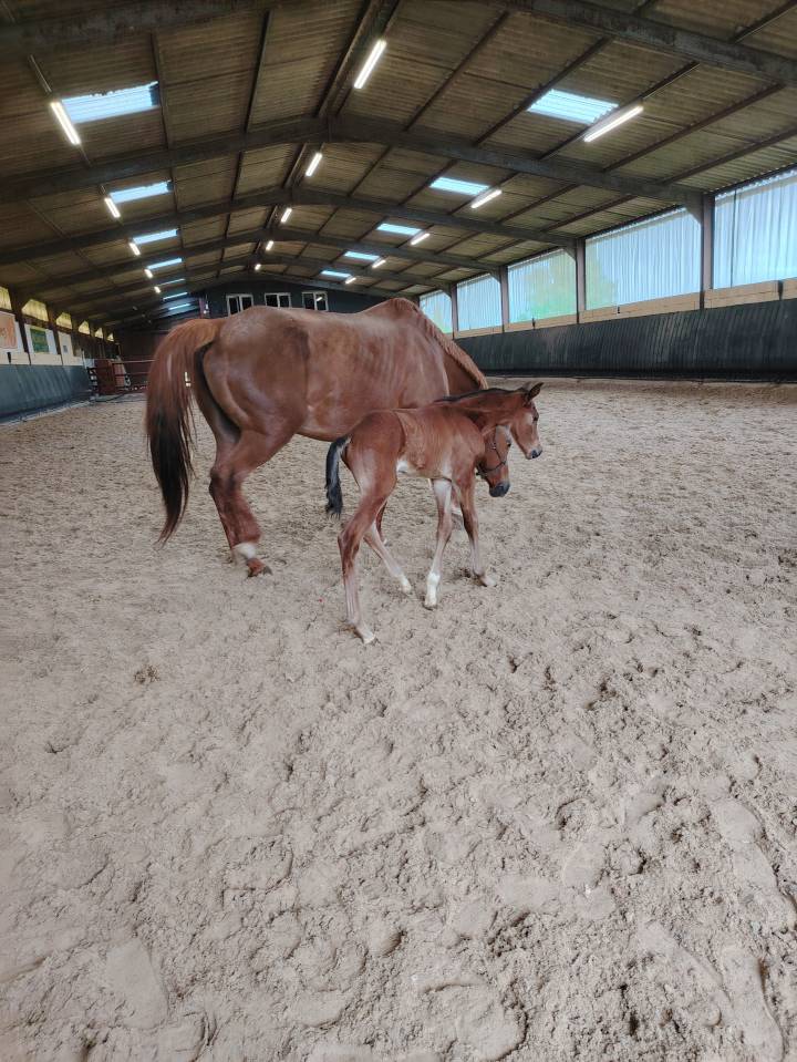 Caballo castrado Silla Francés En venta 2025 Bayo moreno por Uncognito bois margot