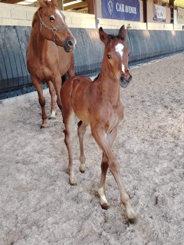 Caballo castrado Silla Francés En venta 2025 Bayo moreno por Uncognito bois margot