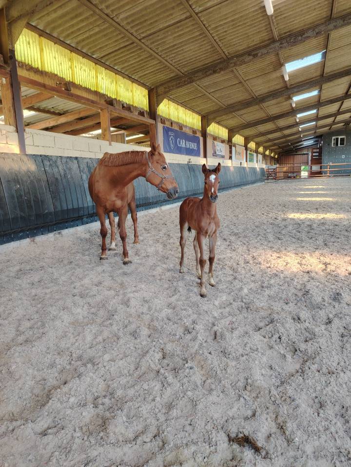 Caballo castrado Silla Francés En venta 2025 Bayo moreno por Uncognito bois margot