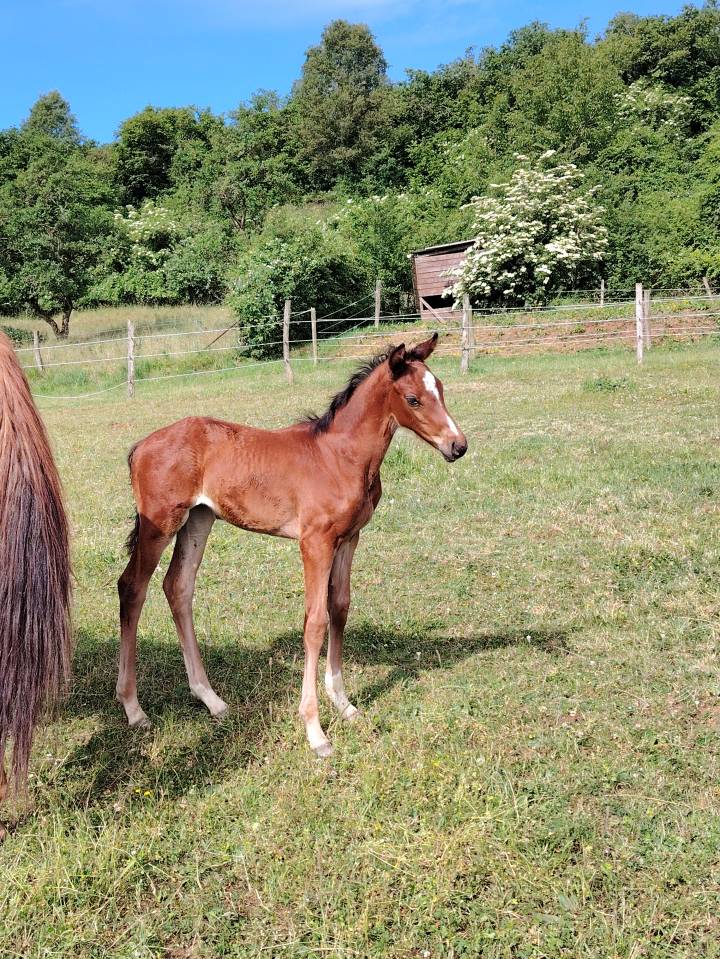 Caballo castrado Silla Francés En venta 2025 Bayo moreno por Uncognito bois margot