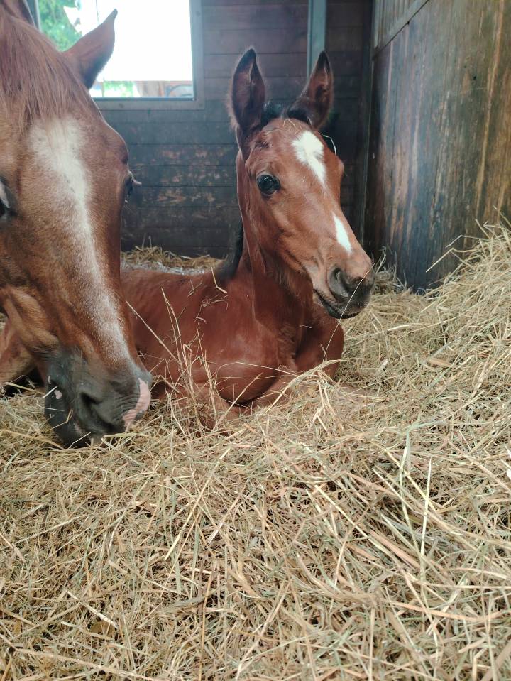 Caballo castrado Silla Francés En venta 2025 Bayo moreno por Uncognito bois margot