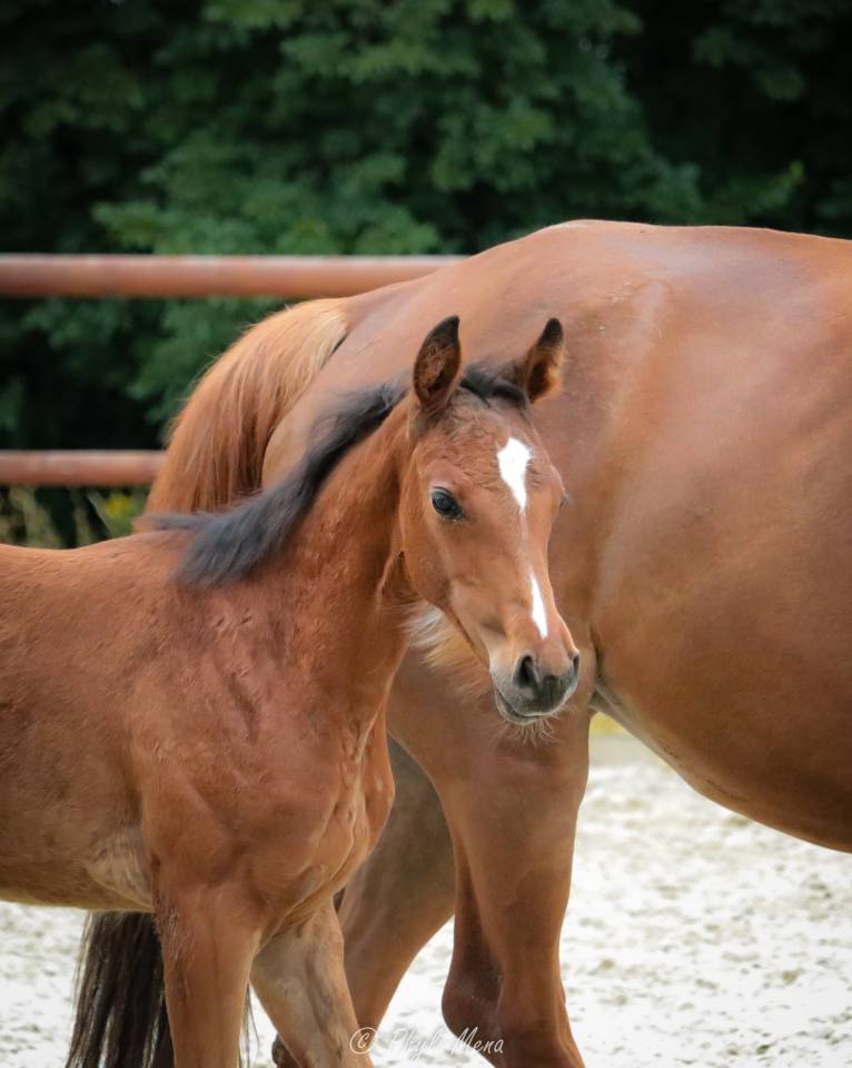 Caballo castrado Silla Francés En venta 2025 Bayo moreno por Uncognito bois margot