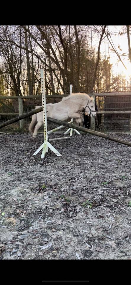 Krumble d'Isabel - Shetland 2020 por BAREZZ FROM BROKEN COLOUR (NL)