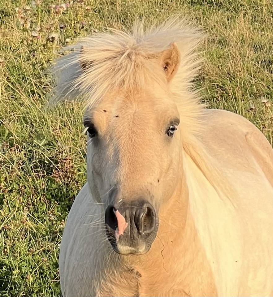 Krumble d'Isabel - Shetland 2020 por BAREZZ FROM BROKEN COLOUR (NL)