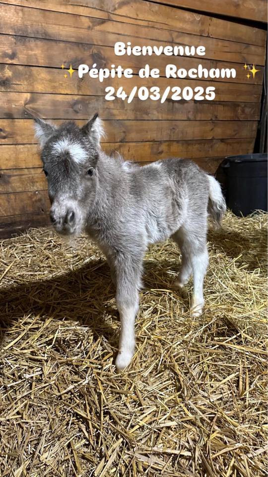 Krumble d'Isabel - Shetland 2020 por BAREZZ FROM BROKEN COLOUR (NL)
