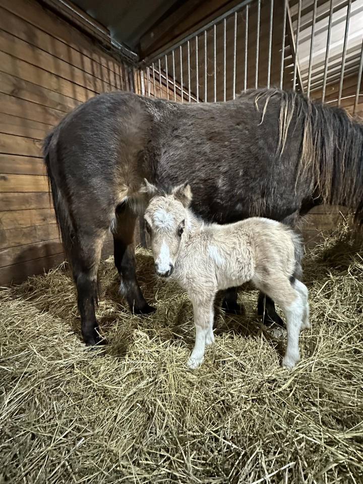 Krumble d'Isabel - Shetland 2020 por BAREZZ FROM BROKEN COLOUR (NL)