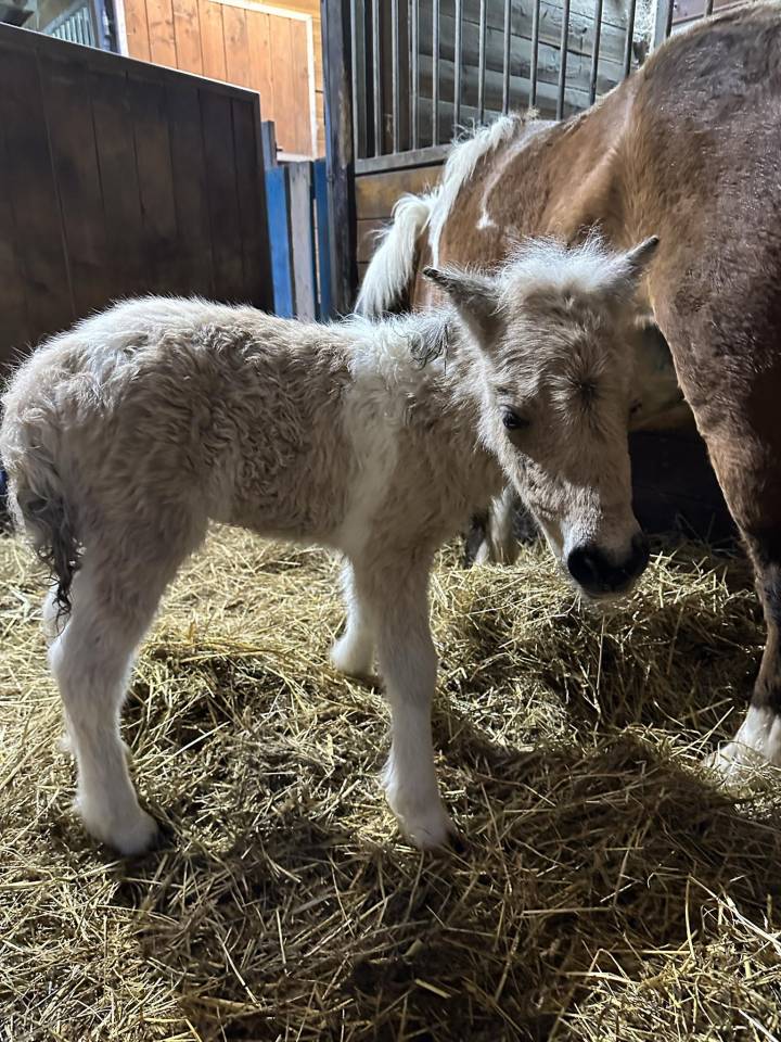 Krumble d'Isabel - Shetland 2020 por BAREZZ FROM BROKEN COLOUR (NL)