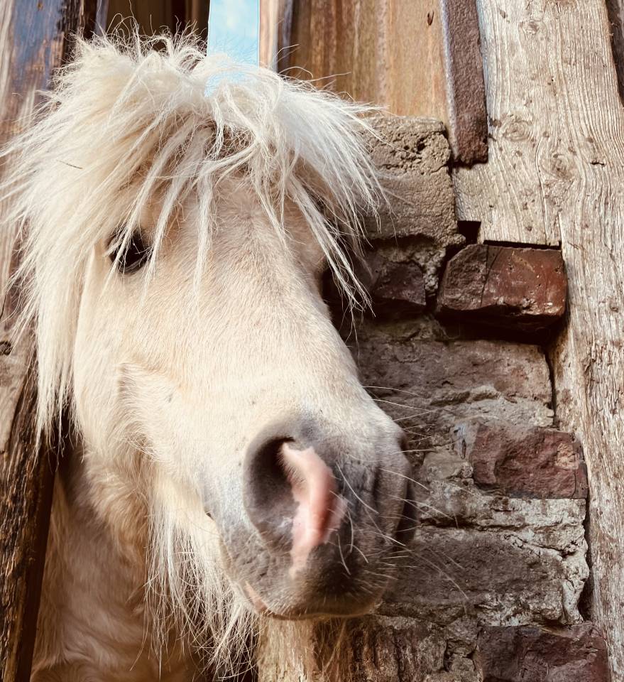 Krumble d'Isabel - Shetland 2020 por BAREZZ FROM BROKEN COLOUR (NL)