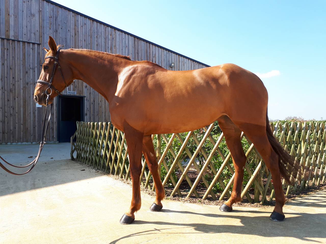 Yegua Silla Francés En venta 2012 Alazán