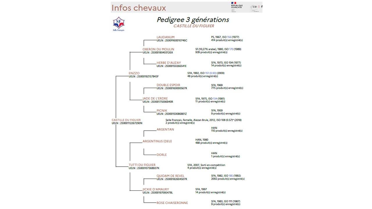 Yegua Silla Francés En venta 2012 Alazán
