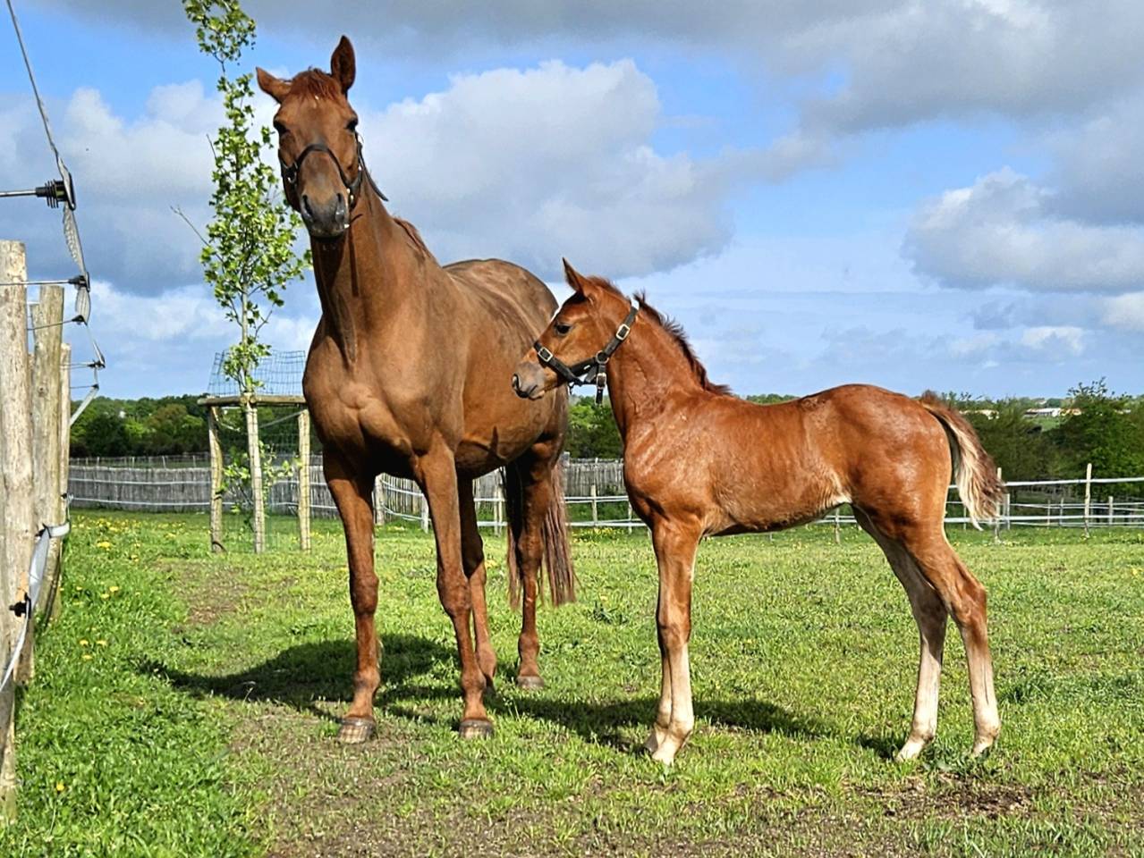 Yegua Silla Francés En venta 2012 Alazán