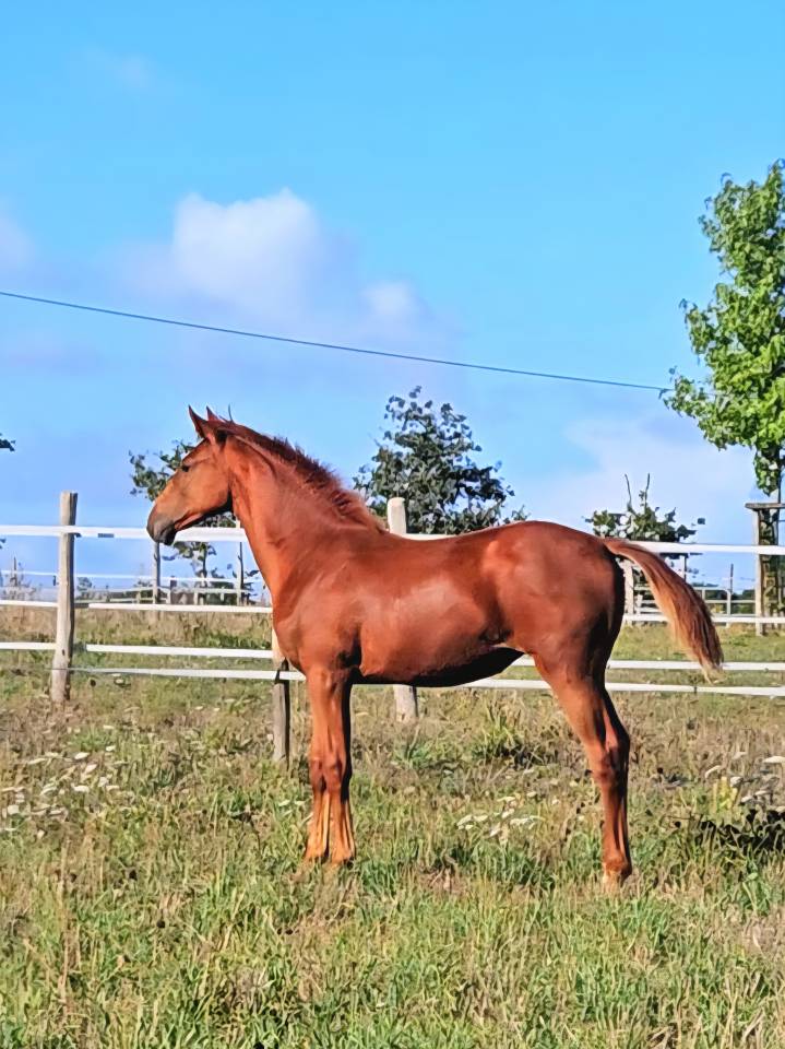 Yegua Silla Francés En venta 2012 Alazán