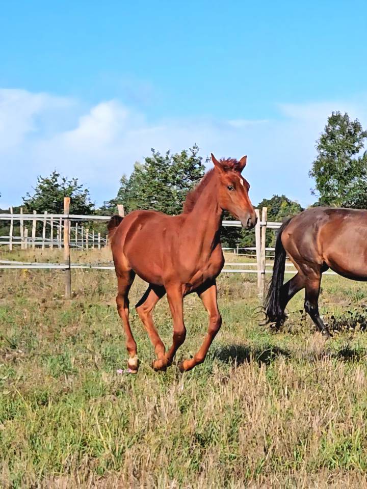 Yegua Silla Francés En venta 2012 Alazán