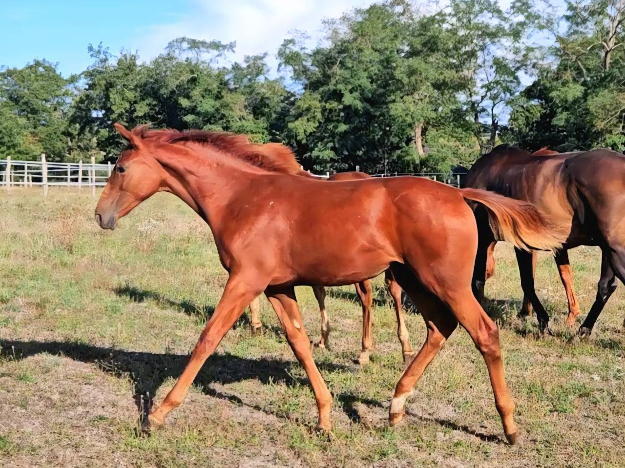 Yegua Silla Francés En venta 2012 Alazán
