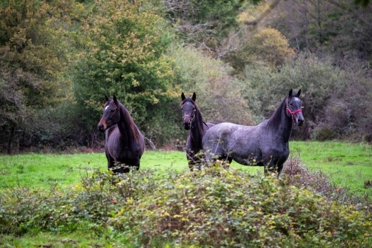 Yegua Pura Sangre Inglés En venta 2020 Tordo
