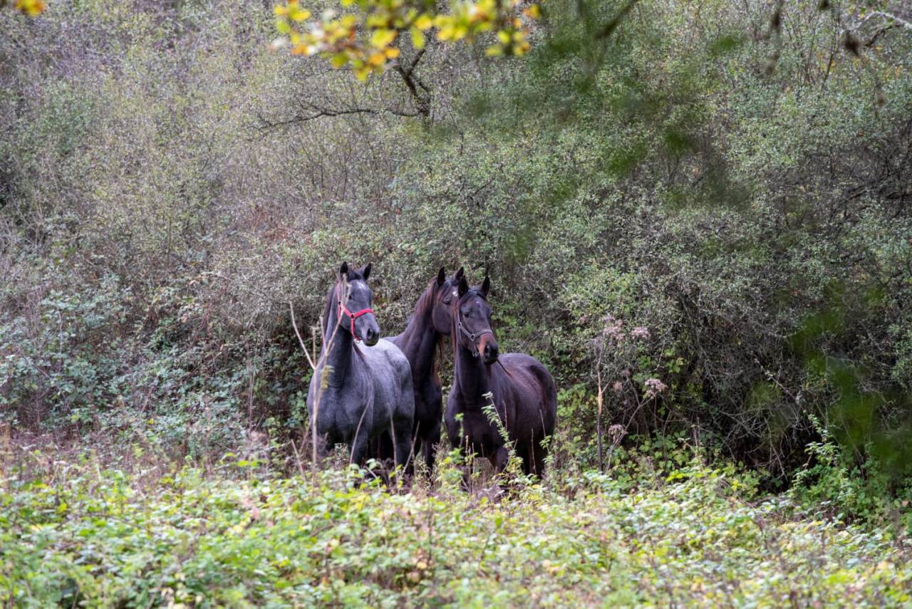 Yegua Pura Sangre Inglés En venta 2020 Tordo