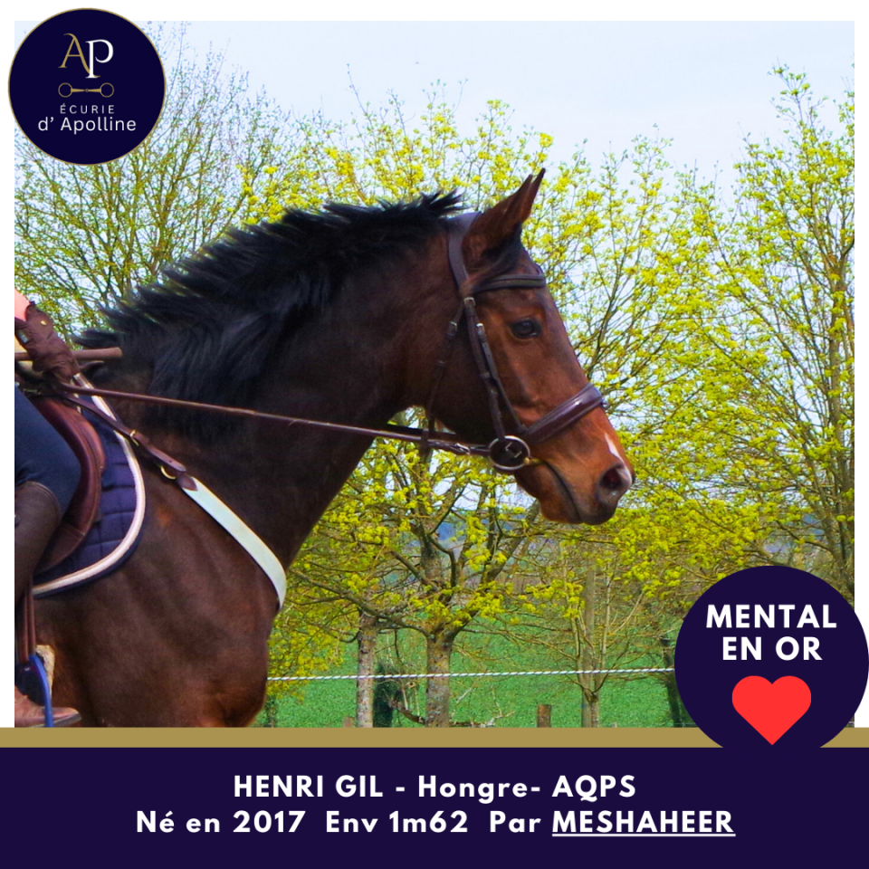 Caballo castrado AQPS En venta 2017 Bayo
