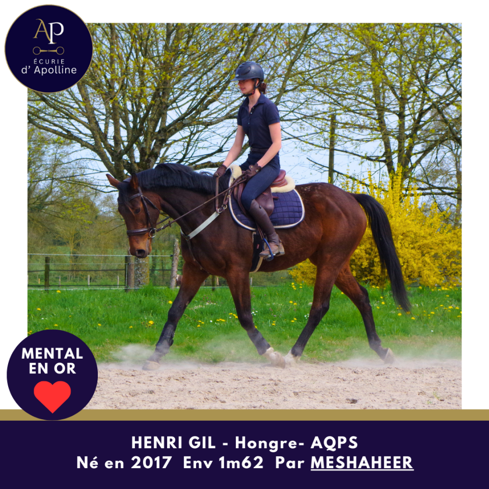 Caballo castrado AQPS En venta 2017 Bayo