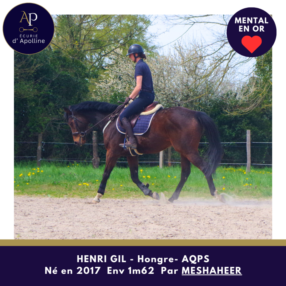 Caballo castrado AQPS En venta 2017 Bayo
