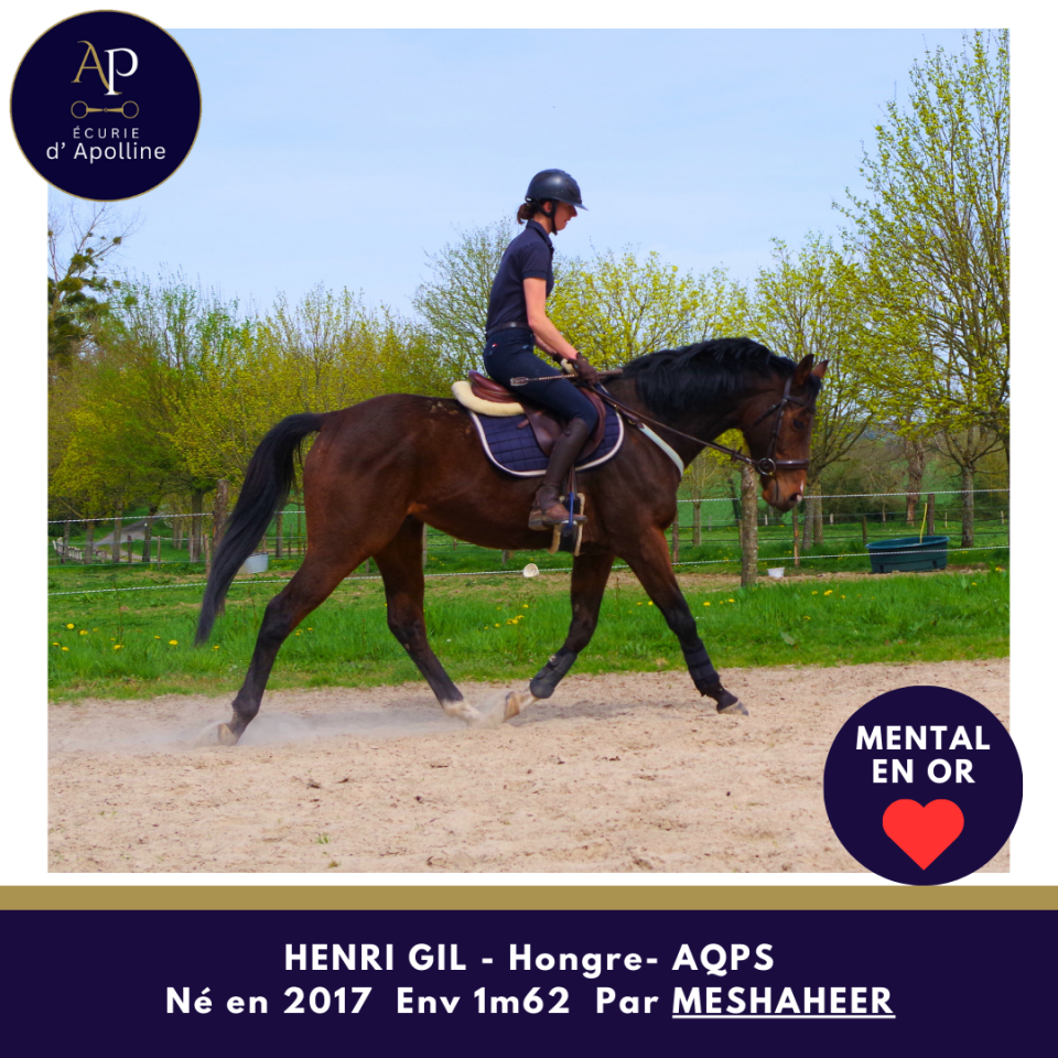 Caballo castrado AQPS En venta 2017 Bayo
