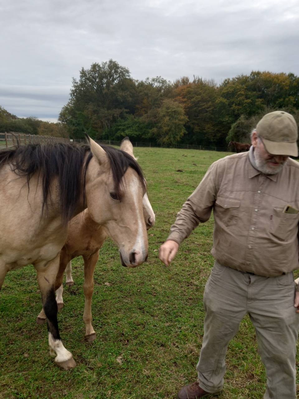 Yegua Palomino En venta 2018 Isabelo por Miracle du Moulin Pre