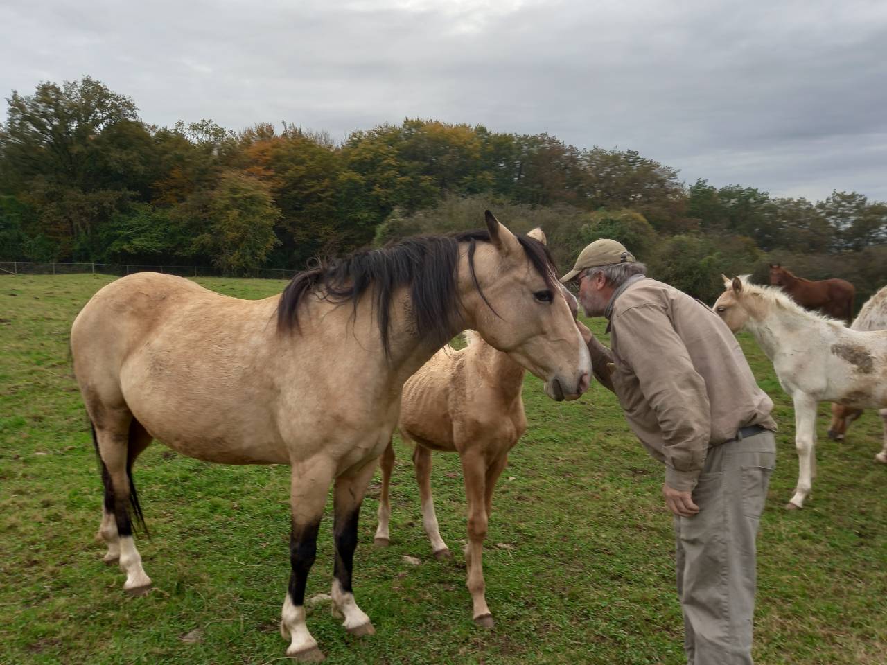 Yegua Palomino En venta 2018 Isabelo por Miracle du Moulin Pre