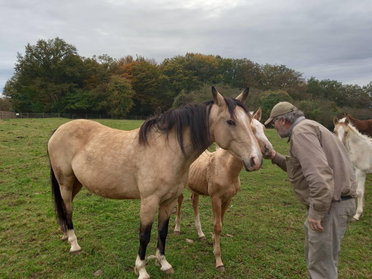 Yegua Palomino En venta 2018 Isabelo por Miracle du Moulin Pre