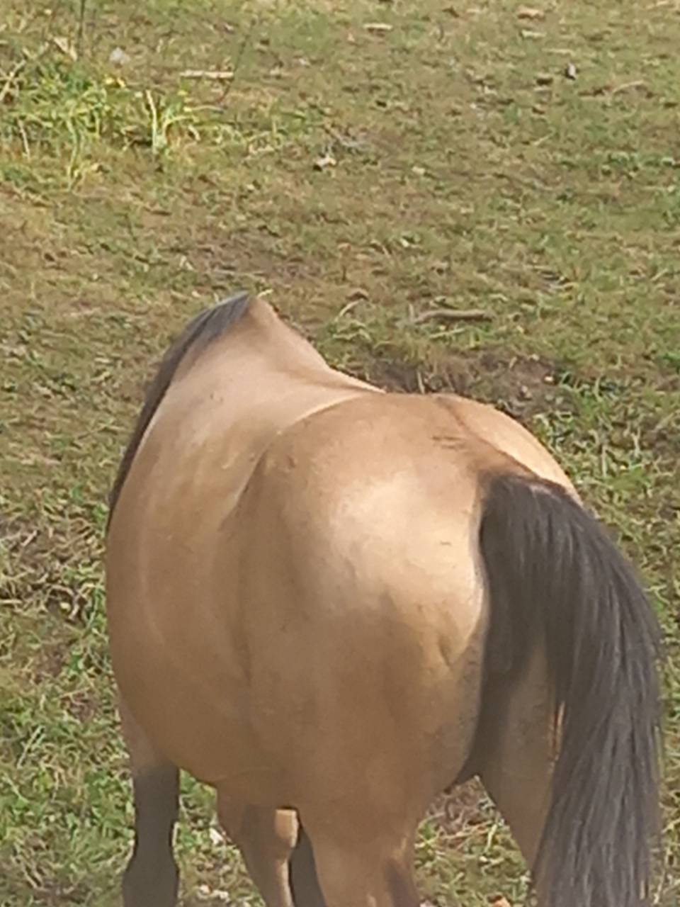 Yegua Palomino En venta 2018 Isabelo por Miracle du Moulin Pre