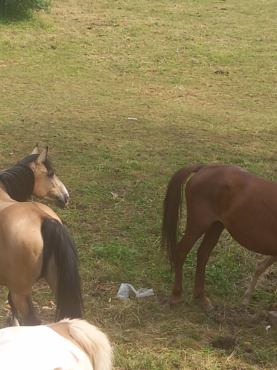 Yegua Palomino En venta 2018 Isabelo por Miracle du Moulin Pre