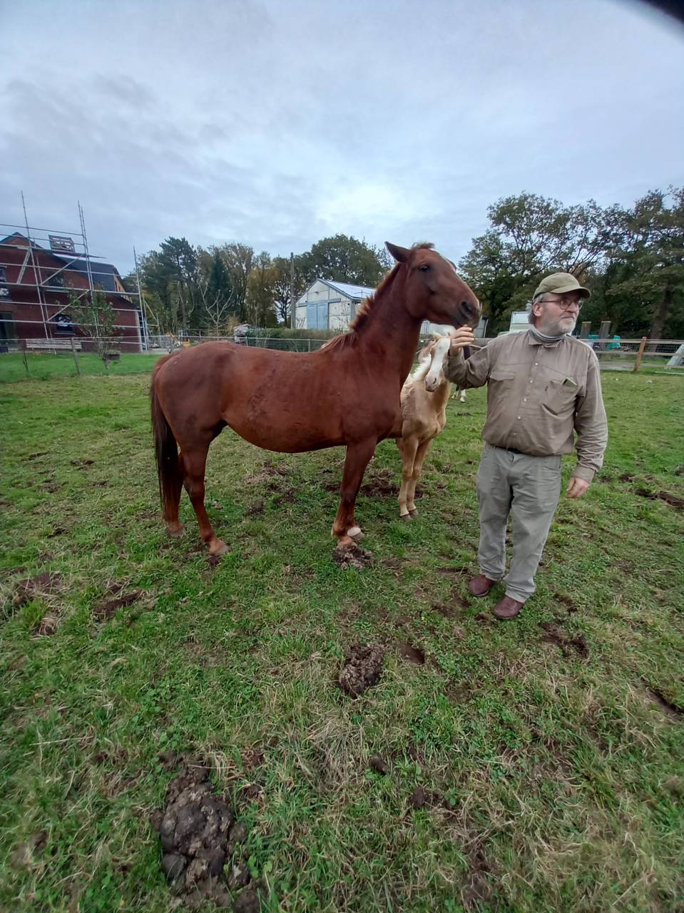 Yegua Palomino En venta 2020 Alazán por Miracle du Moulin Pre