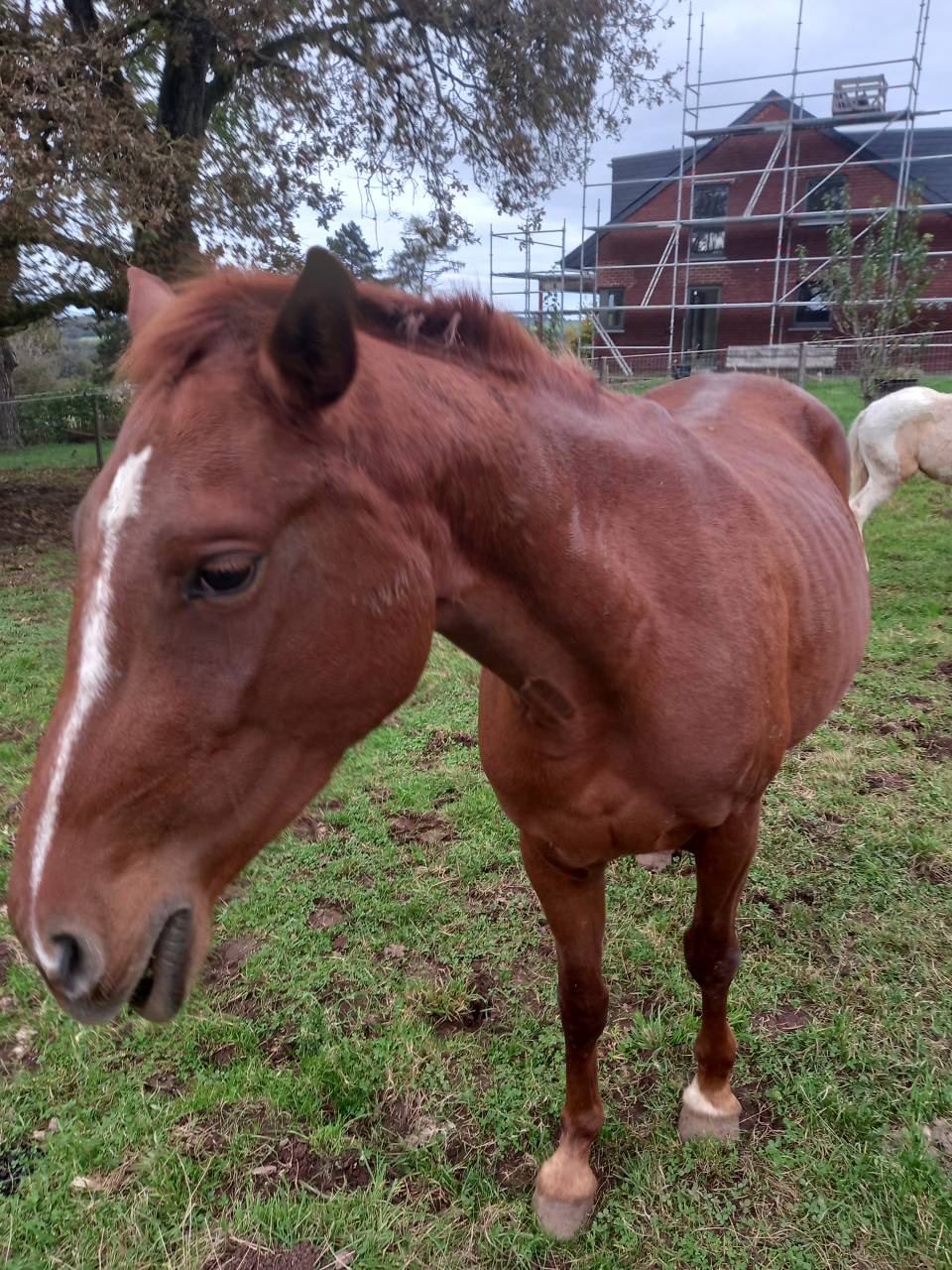 Yegua Palomino En venta 2020 Alazán por Miracle du Moulin Pre