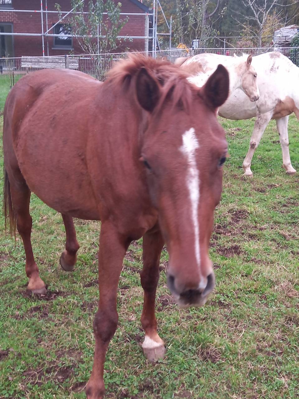 Yegua Palomino En venta 2020 Alazán por Miracle du Moulin Pre