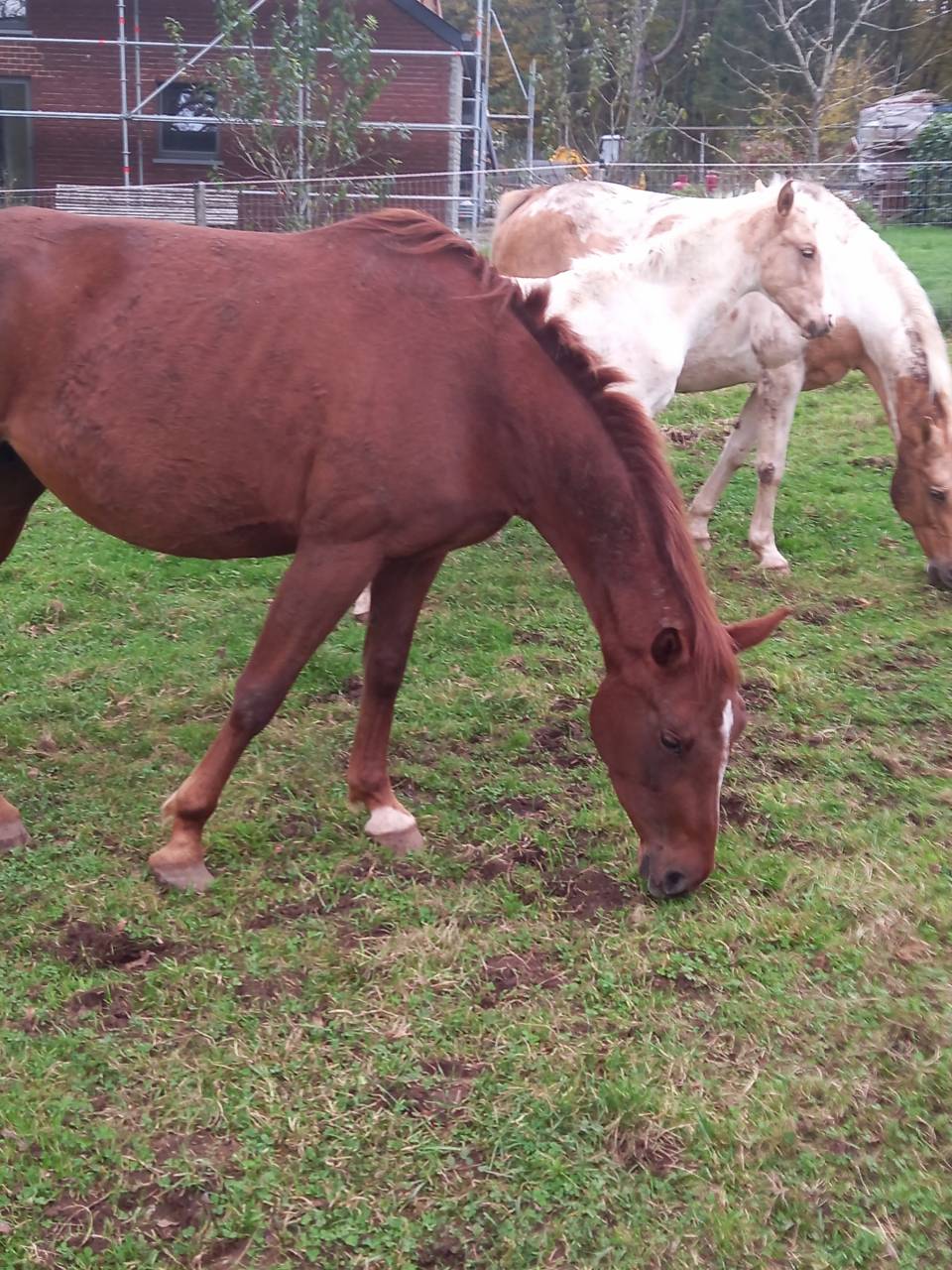 Yegua Palomino En venta 2020 Alazán por Miracle du Moulin Pre