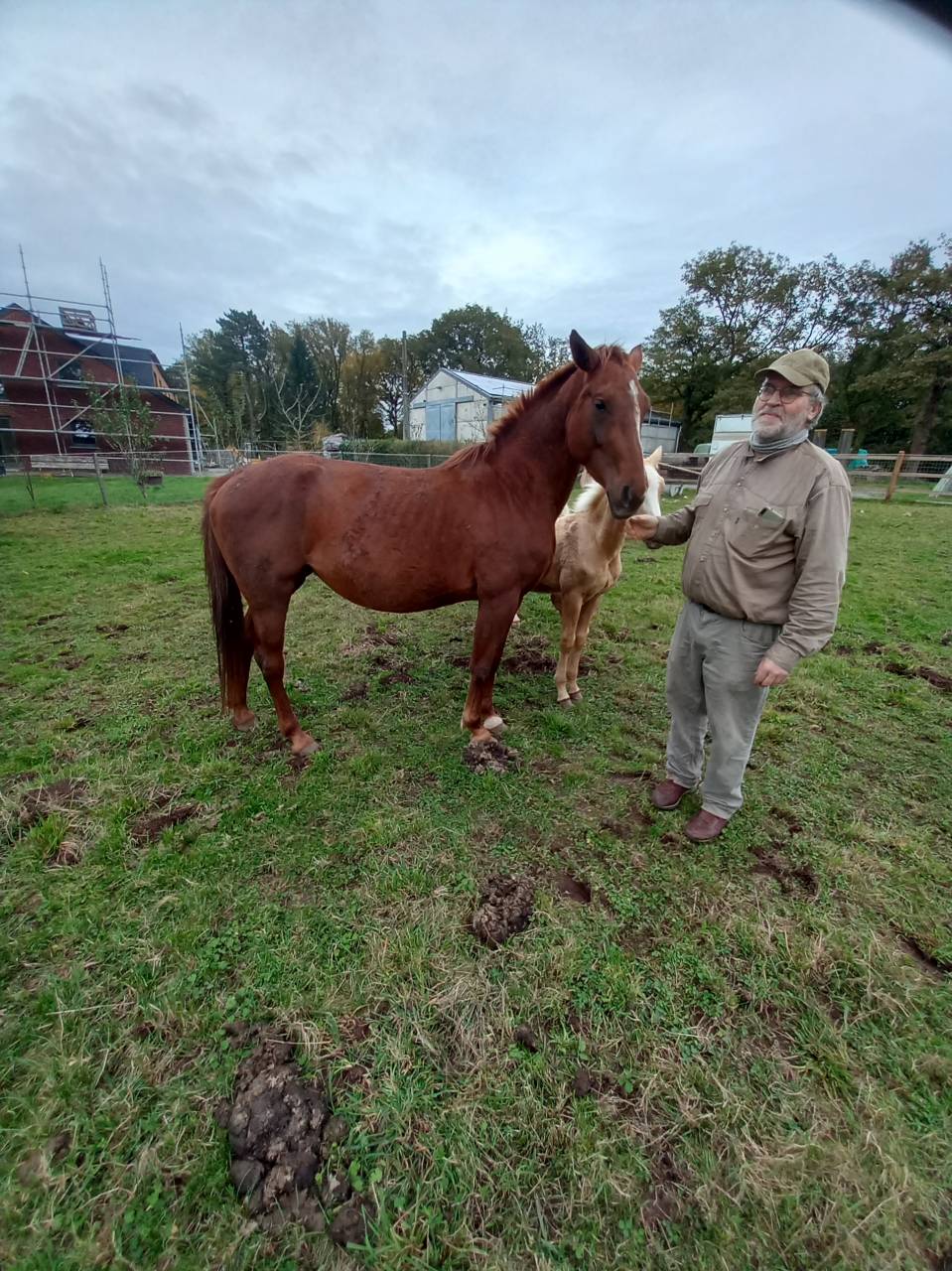 Yegua Palomino En venta 2020 Alazán por Miracle du Moulin Pre