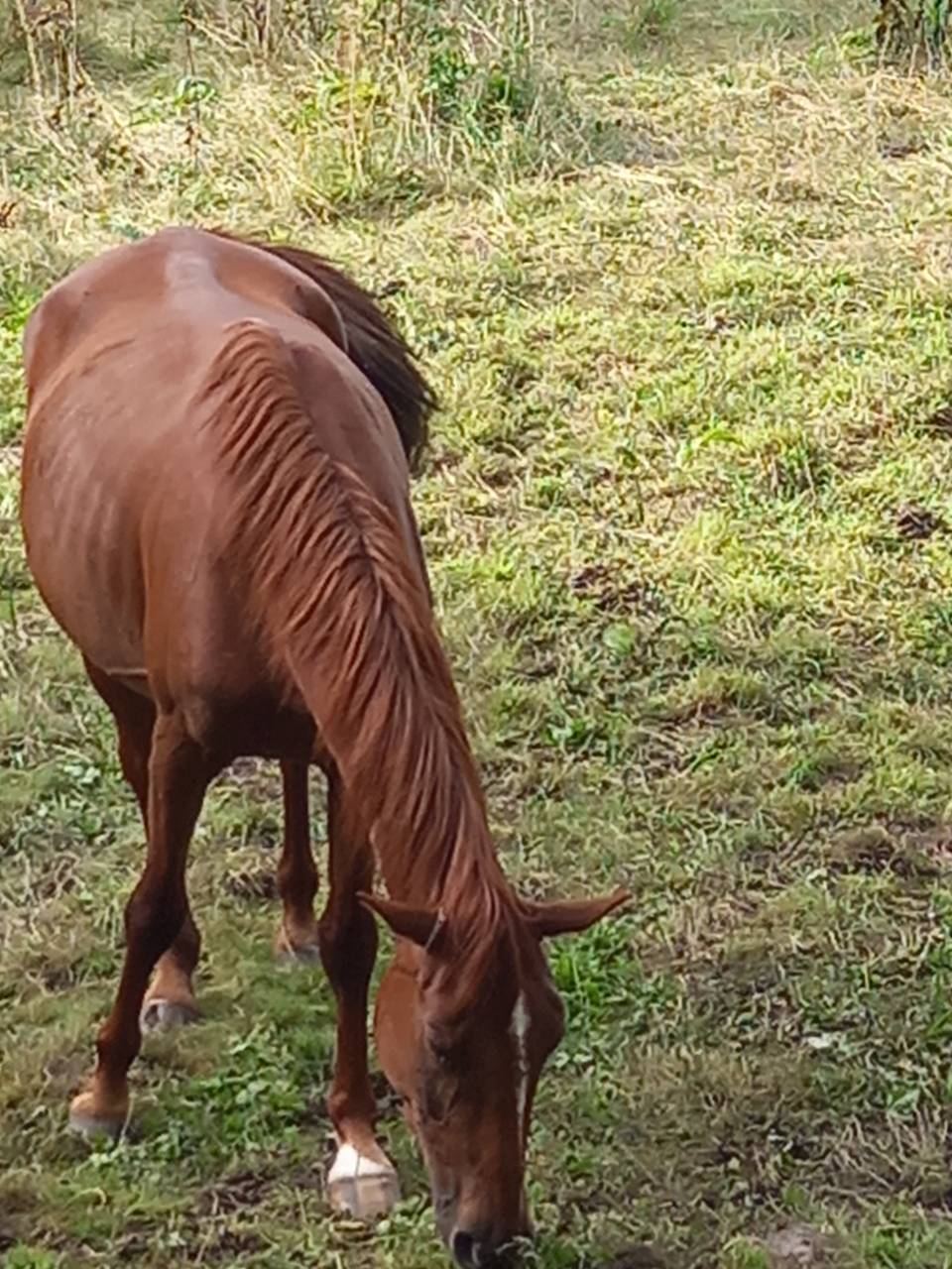 Yegua Palomino En venta 2020 Alazán por Miracle du Moulin Pre