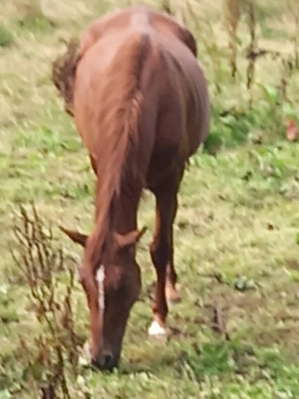 Yegua Palomino En venta 2020 Alazán por Miracle du Moulin Pre