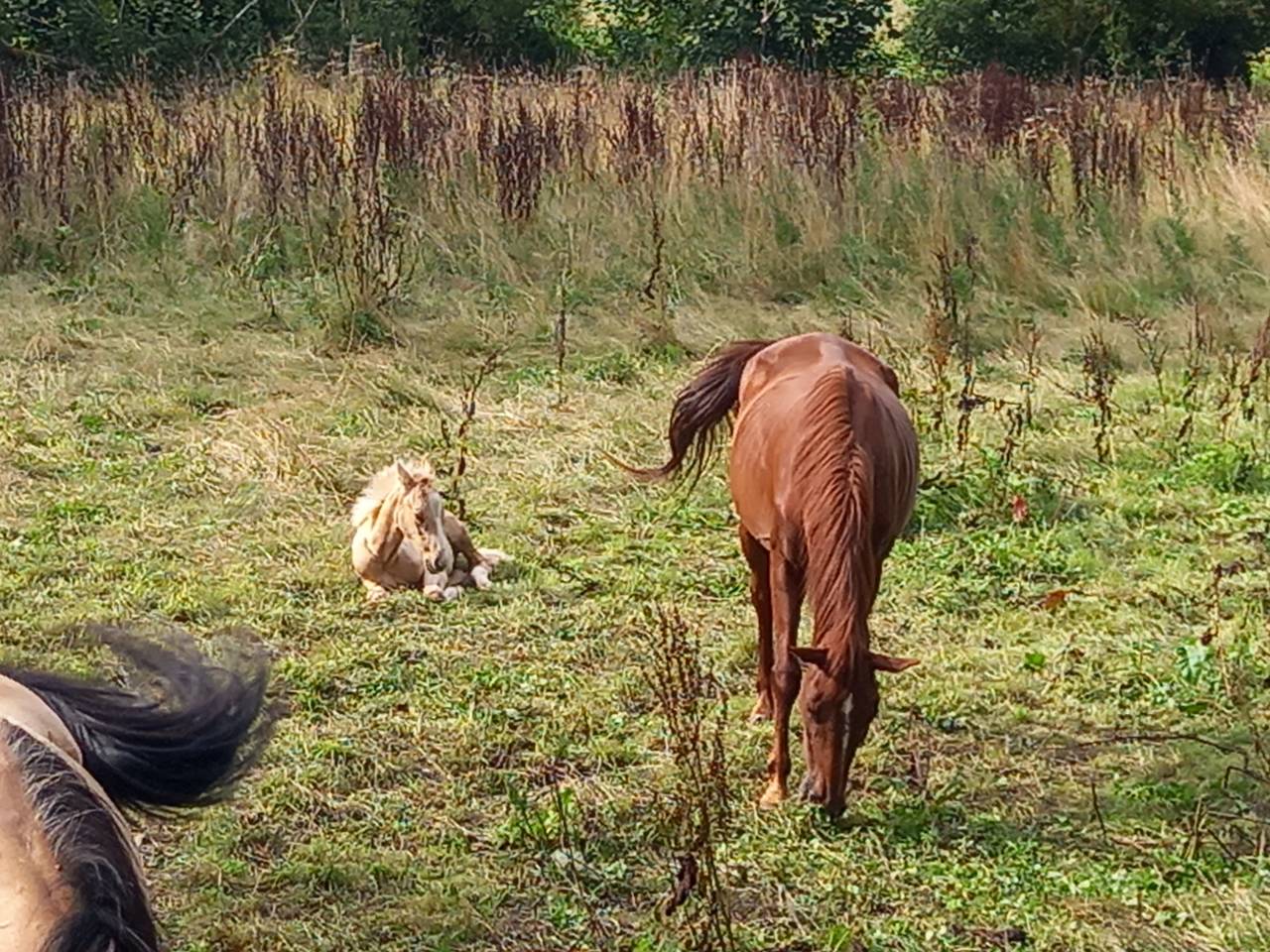 Yegua Palomino En venta 2020 Alazán por Miracle du Moulin Pre