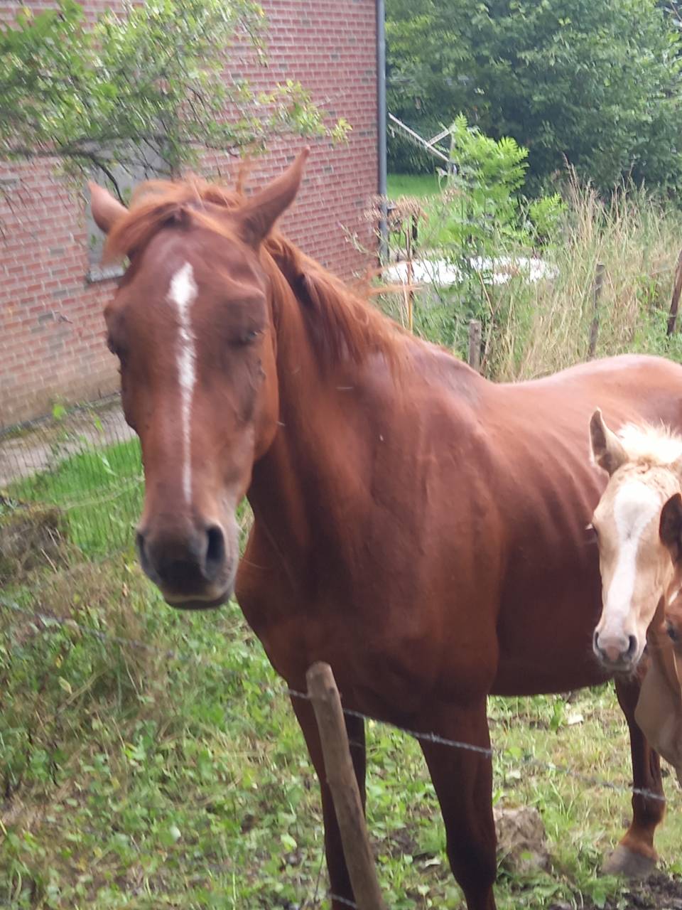 Yegua Palomino En venta 2020 Alazán por Miracle du Moulin Pre