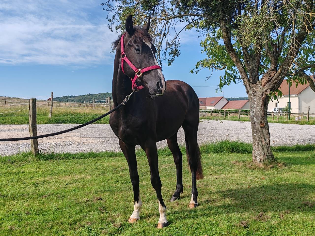 Caballo entero Silla Francés En venta 2022 Negro por Vancouver de Lanlore - SF