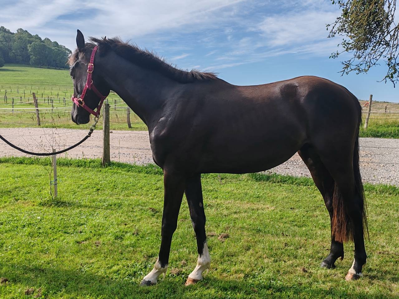 Caballo entero Silla Francés En venta 2022 Negro por Vancouver de Lanlore - SF