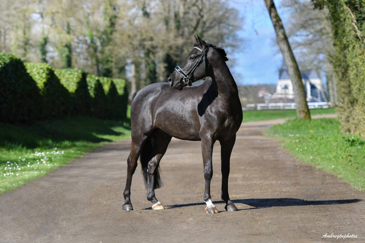 MERRIE MALACHIE  - New Forest 2019 por MERRIE MADHATTER