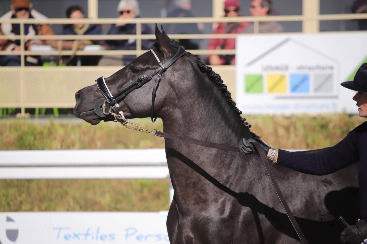 MERRIE MALACHIE  - New Forest 2019 por MERRIE MADHATTER