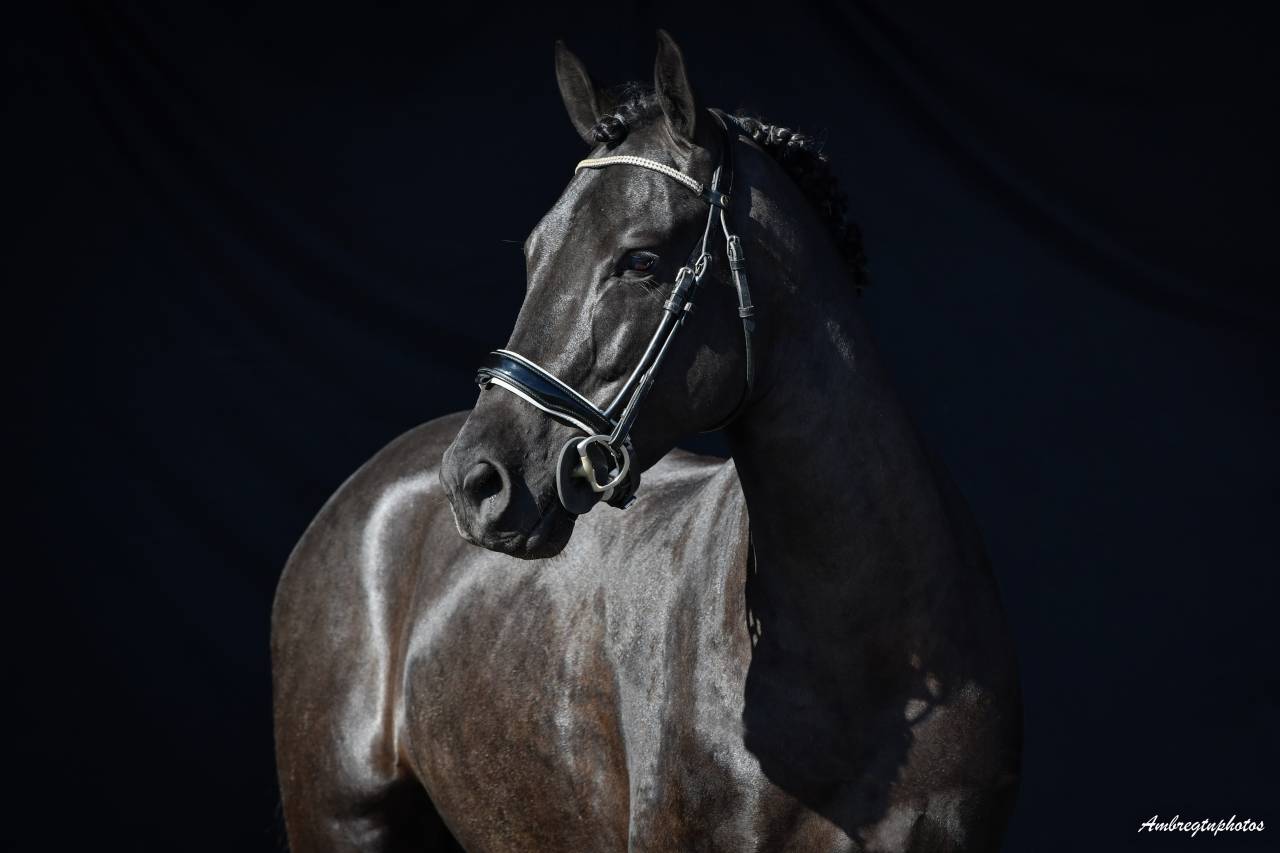 MERRIE MALACHIE  - New Forest 2019 por MERRIE MADHATTER