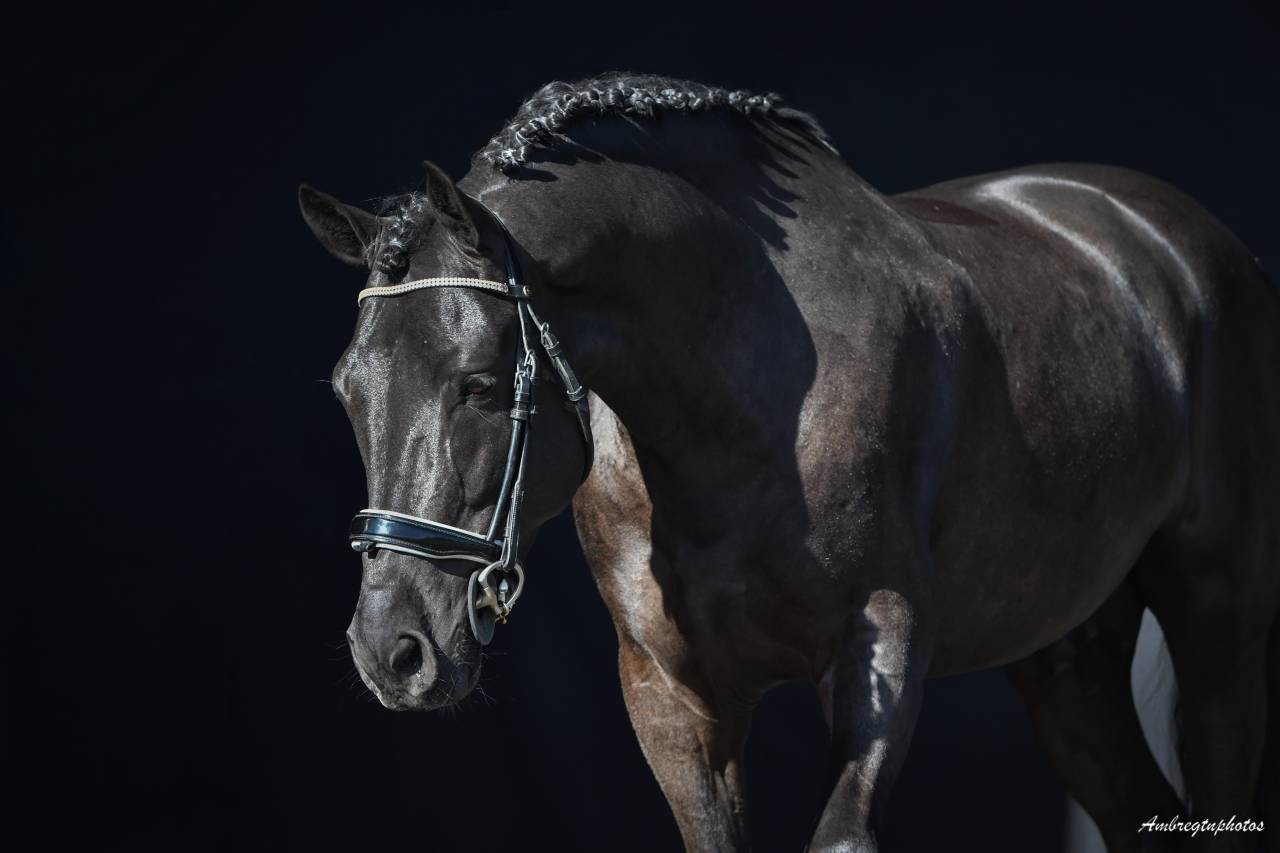 MERRIE MALACHIE  - New Forest 2019 por MERRIE MADHATTER