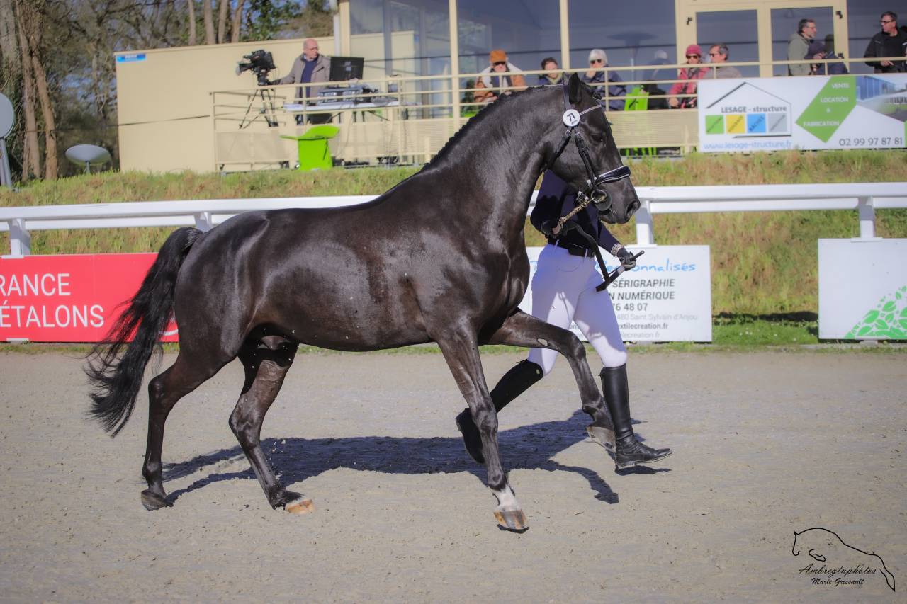 MERRIE MALACHIE  - New Forest 2019 por MERRIE MADHATTER