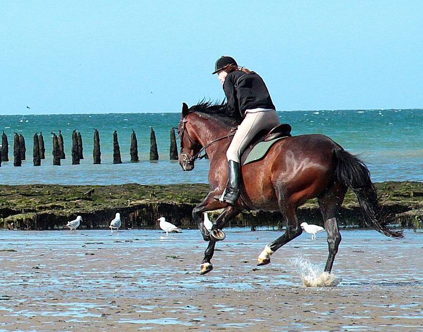 Bonita residencia ecuestre En venta Ile y Vilaine