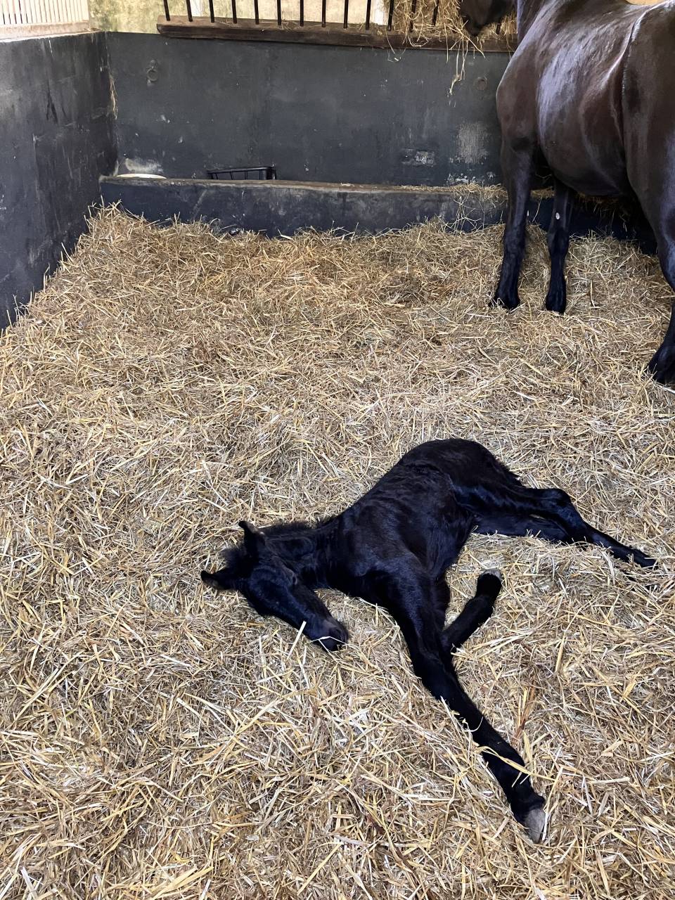 Potranca Frisón En venta 2025 Negro por Hielke 530