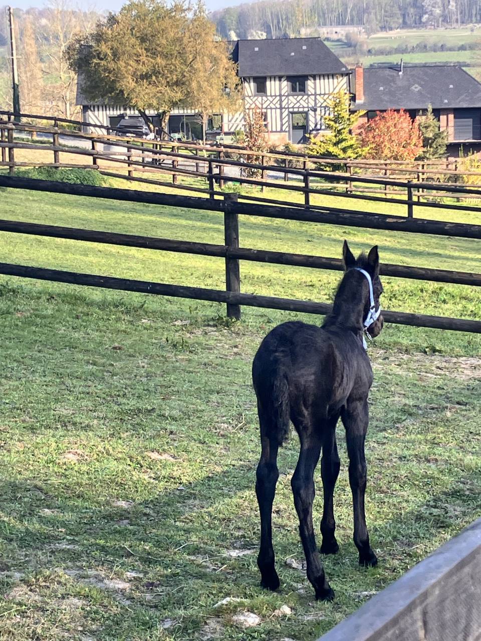 Potranca Frisón En venta 2025 Negro por Hielke 530